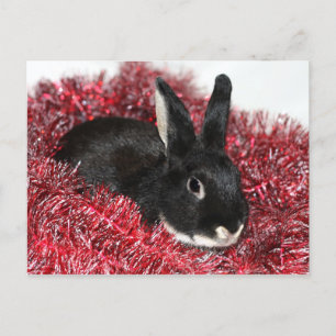 Bunny Rabbit Christmas Holiday Postcard