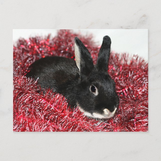 Bunny Rabbit Christmas Holiday Postcard (Front)