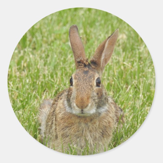 Bunny Rabbit Classic Round Sticker (Front)
