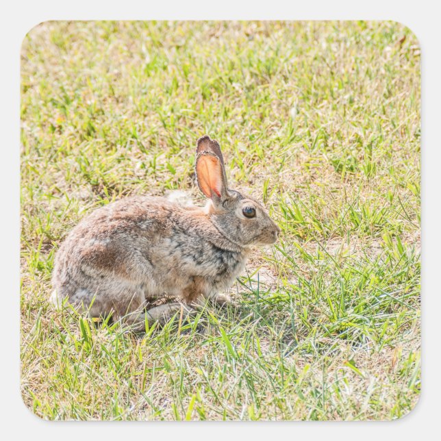 Bunny Rabbit - Easter - Wildlife - Animal Square Sticker (Front)