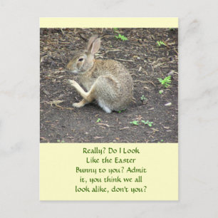 BUNNY RABBIT /HUMOROUS POSTCARD