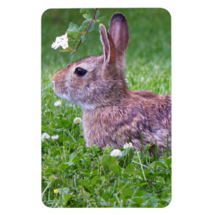 Bunny Rabbit in Grass Animal Photography Magnet