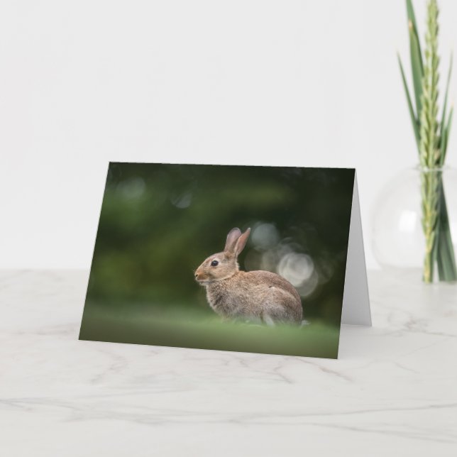 Bunny Rabbit Nature Photo Card (Front)