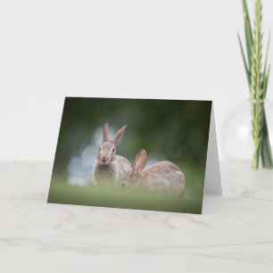 Bunny Rabbit Nature Photo Card