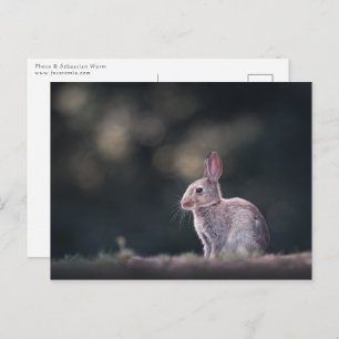 Bunny Rabbit Nature Photo Postcard