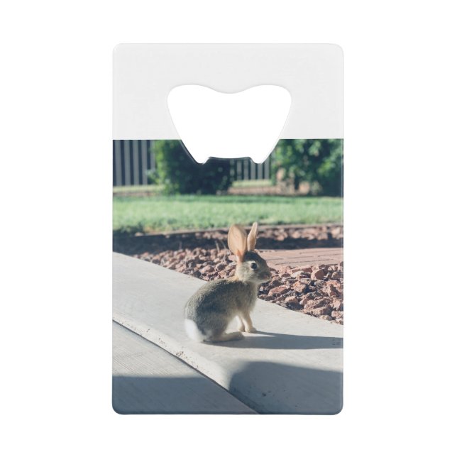 bunny rabbit photo Easter spring (Front)