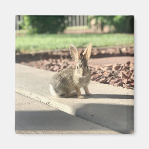 bunny rabbit photo Easter spring Magnet
