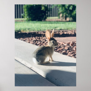 bunny rabbit photo Easter spring Poster