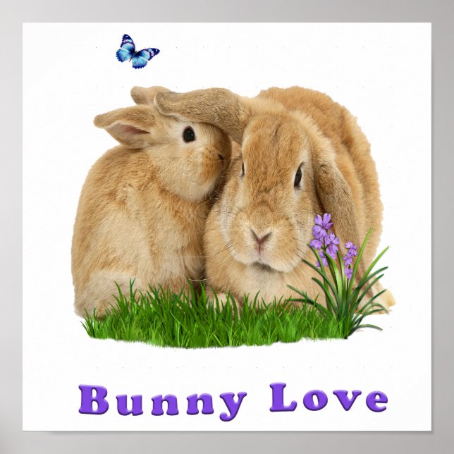 Bunny rabbit poster (Front)