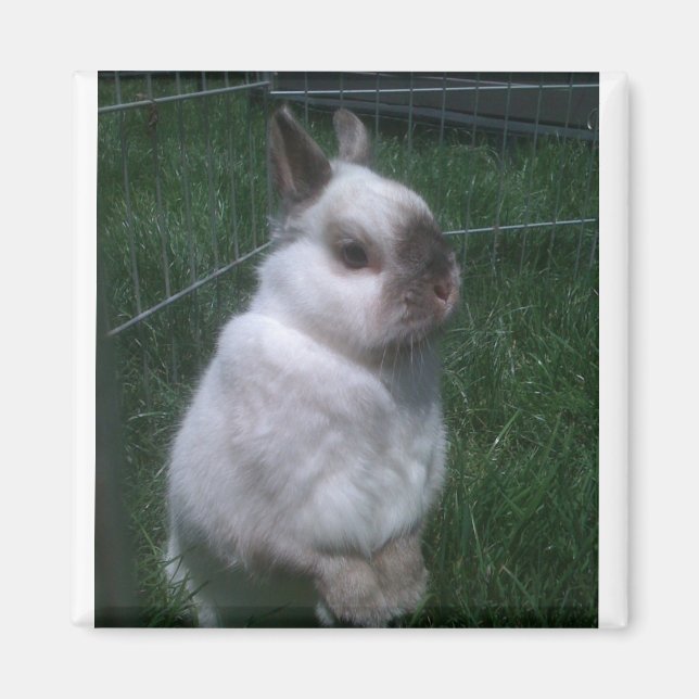 Bunny Rabbit Square Magnet (Front)