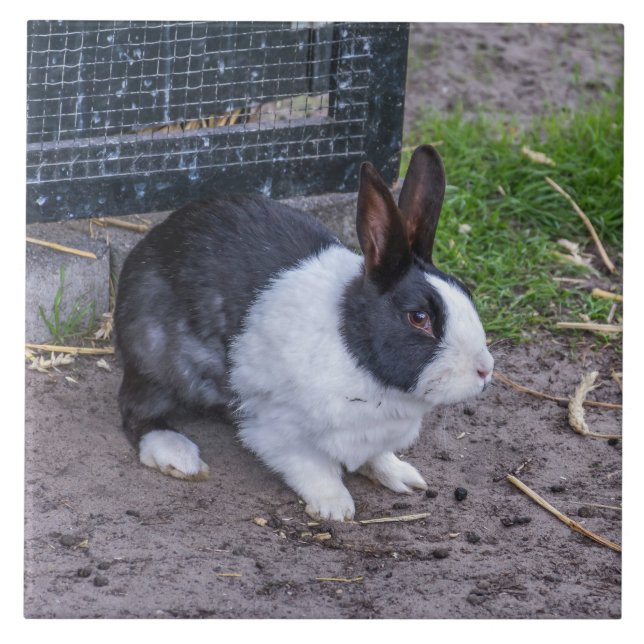 Bunny rabbit up close ceramic tile (Front)