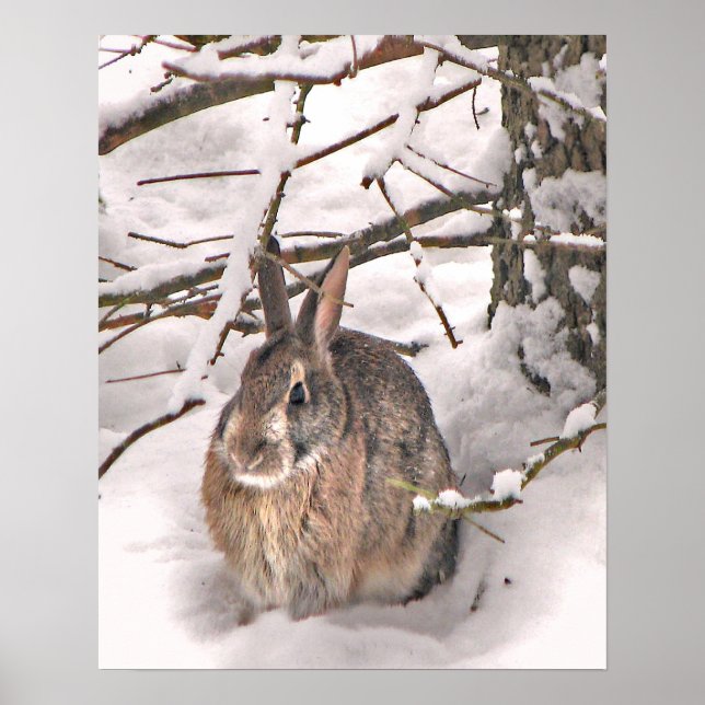 Bunny Seeking Shelter Poster (Front)