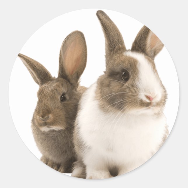 Bunny stickers (Front)