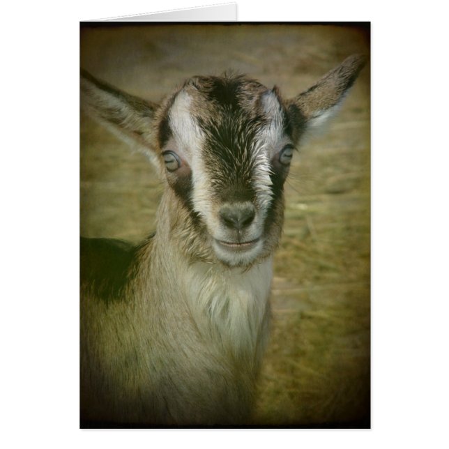 Bunny the Goat (Front)