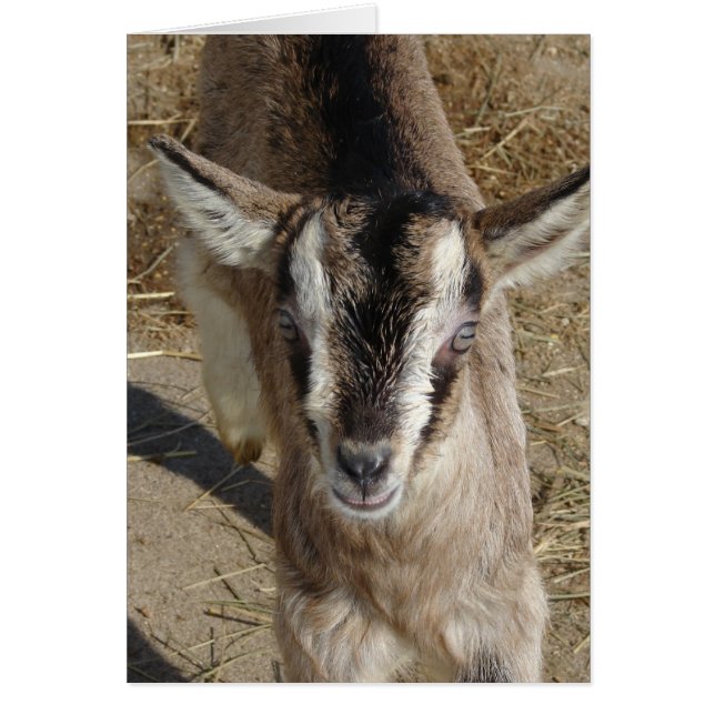 Bunny The Goat (Front)