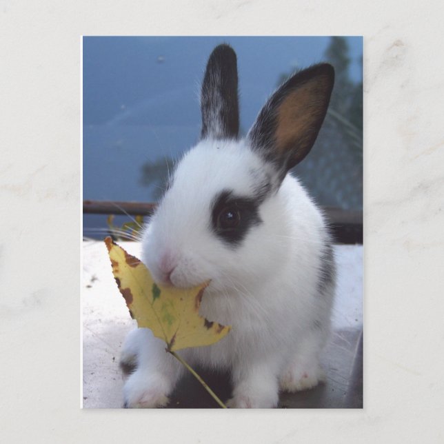 Bunny with leaf postcard (Front)