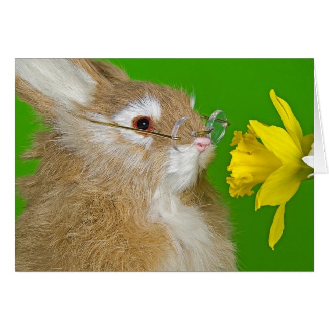Bunny with spring daffodil (Front Horizontal)