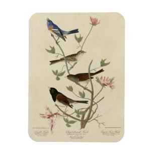 Bunting, Sparrow, Junco, (Finches) Audubon's Birds Magnet