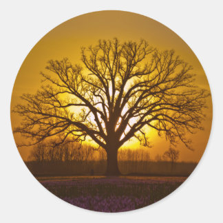Bur Oak Sunset Classic Round Sticker