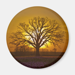 Bur Oak Sunset Magnet