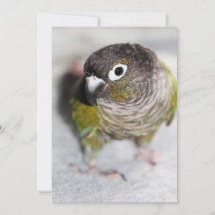 Burbel Invitation