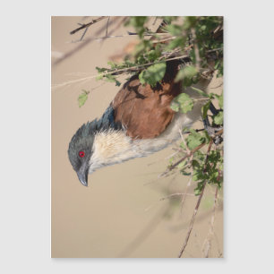 Burchell's Coucal