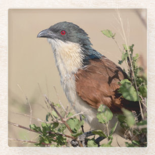 Burchell's Coucal Glass Coaster