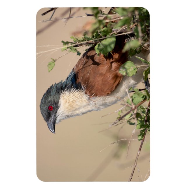 Burchell's Coucal Magnet (Vertical)