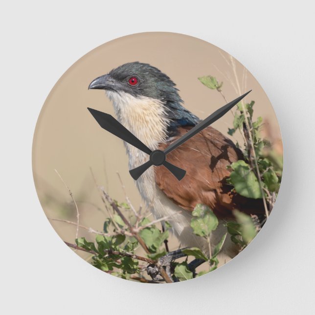 Burchell's Coucal Round Clock (Front)