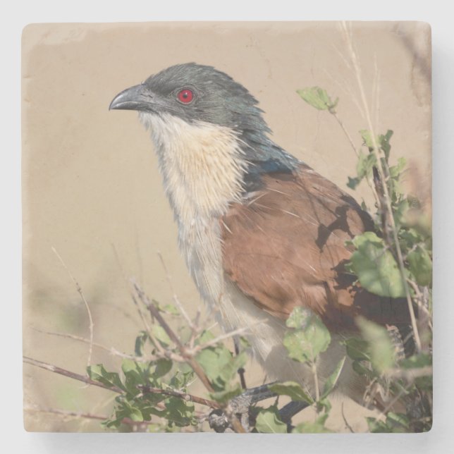 Burchell's Coucal Stone Coaster (Front)