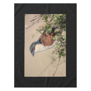 Burchell's Coucal Tablecloth