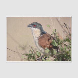 Burchell's Coucal Tissue Paper