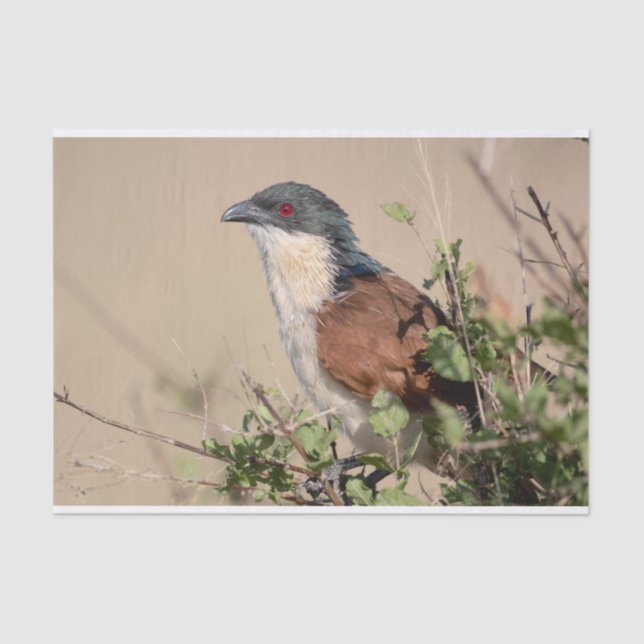 Burchell's Coucal Tissue Paper (Front)