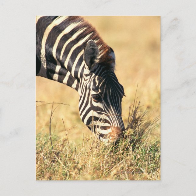 Burchell's zebra 2 postcard (Front)