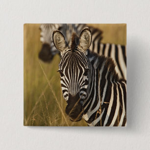 Burchell's Zebra in tall summer grass, Masai 15 Cm Square Badge