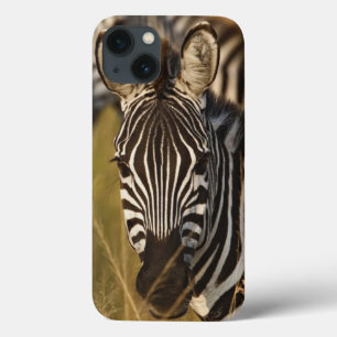 Burchell's Zebra in tall summer grass, Masai iPhone 13 Case