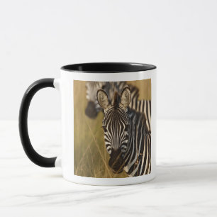 Burchell's Zebra in tall summer grass, Masai Mug