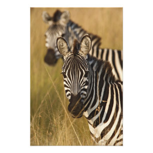 Burchell's Zebra in tall summer grass, Masai Photo Print