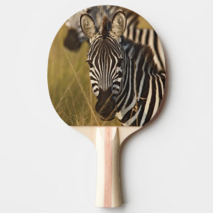 Burchell's Zebra in tall summer grass, Masai Ping Pong Paddle