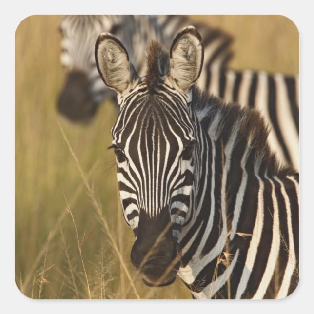 Burchell's Zebra in tall summer grass, Masai Square Sticker (Front)