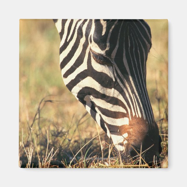 Burchell's zebra magnet (Front)