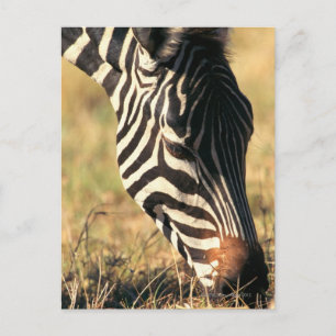 Burchell's zebra postcard