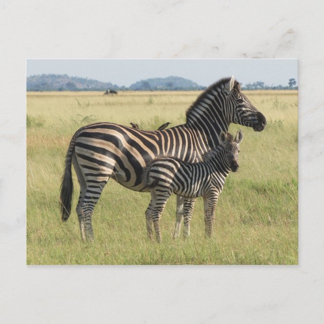 Burchell's zebra postcard, mother with foal postcard (Front)