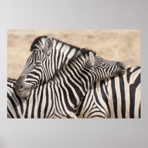 Burchell's Zebras Necking Poster
