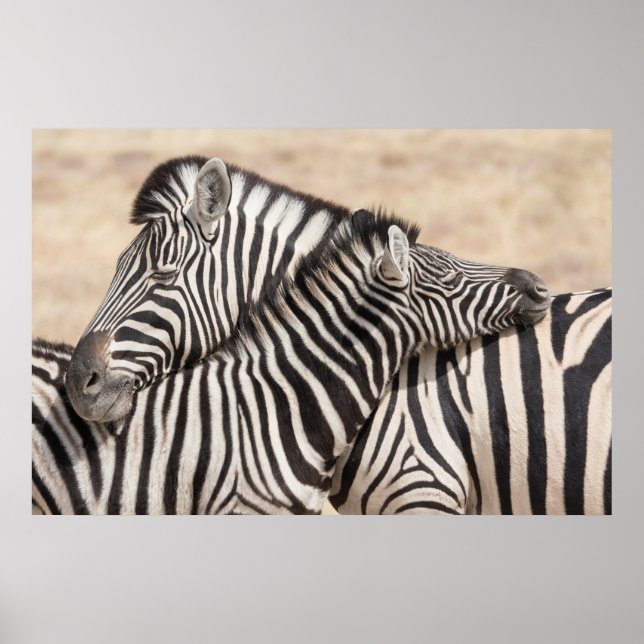 Burchell's Zebras Necking Poster (Front)