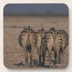 Burchell's Zebras Walking Coaster