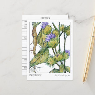 Burdock Materia Medica Herbal Plant Study Card