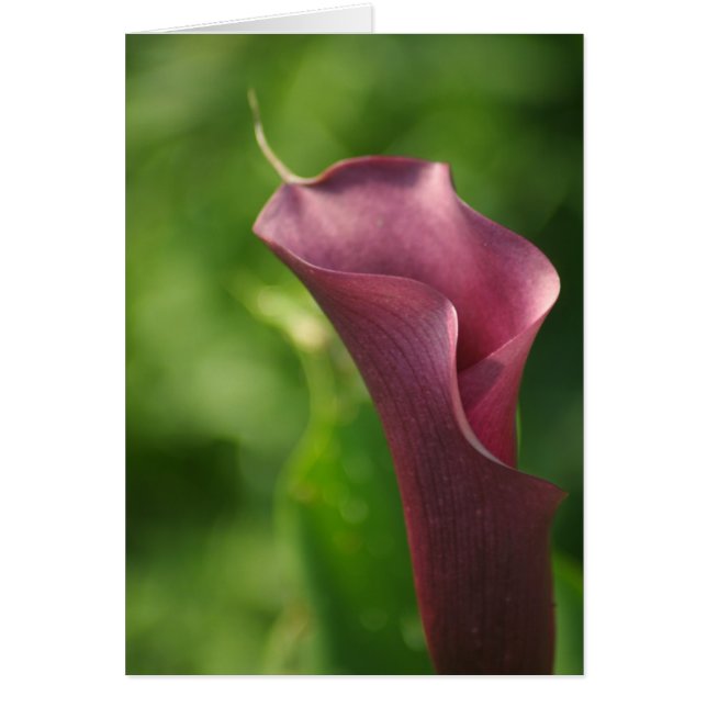 Burgandy Calla Lily (Front)