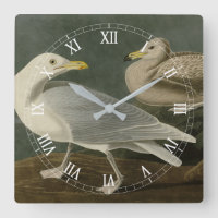 Burgomaster Gull - from Audubon's Birds of America