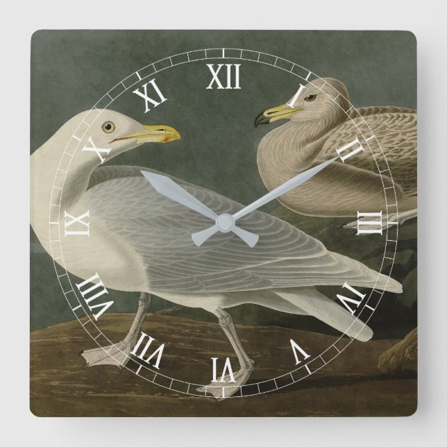 Burgomaster Gull - from Audubon's Birds of America Square Wall Clock (Front)